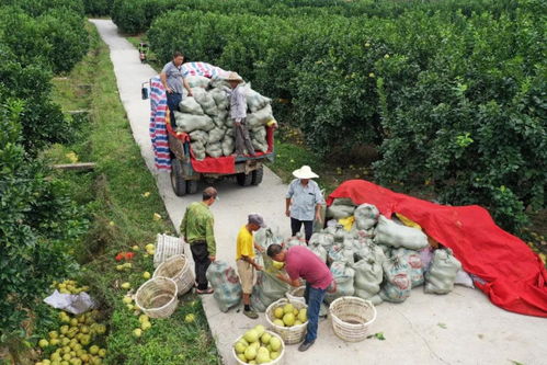 馳援文旦柚背后 解碼拼多多的初級農產品助農新范式