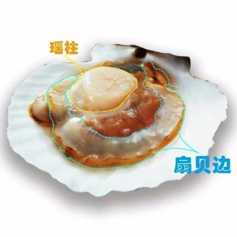品鑒海洋鮮萃 野生元貝干貝的選購與試吃體驗